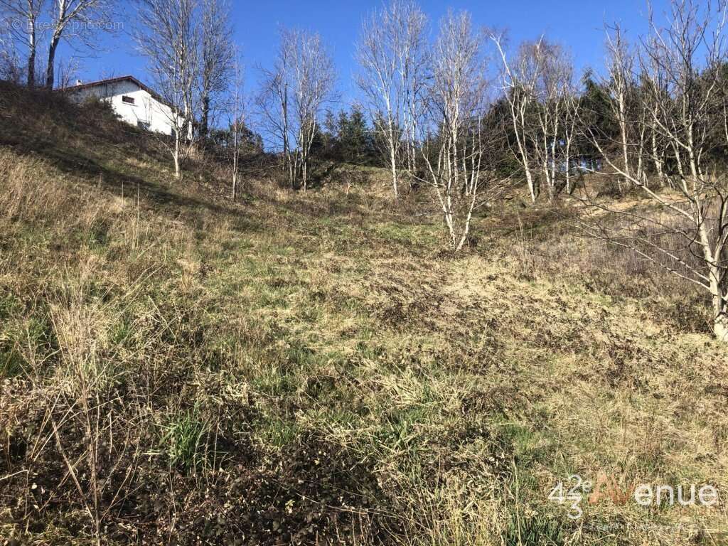 Terrain à SAINT-FERREOL-D&#039;AUROURE