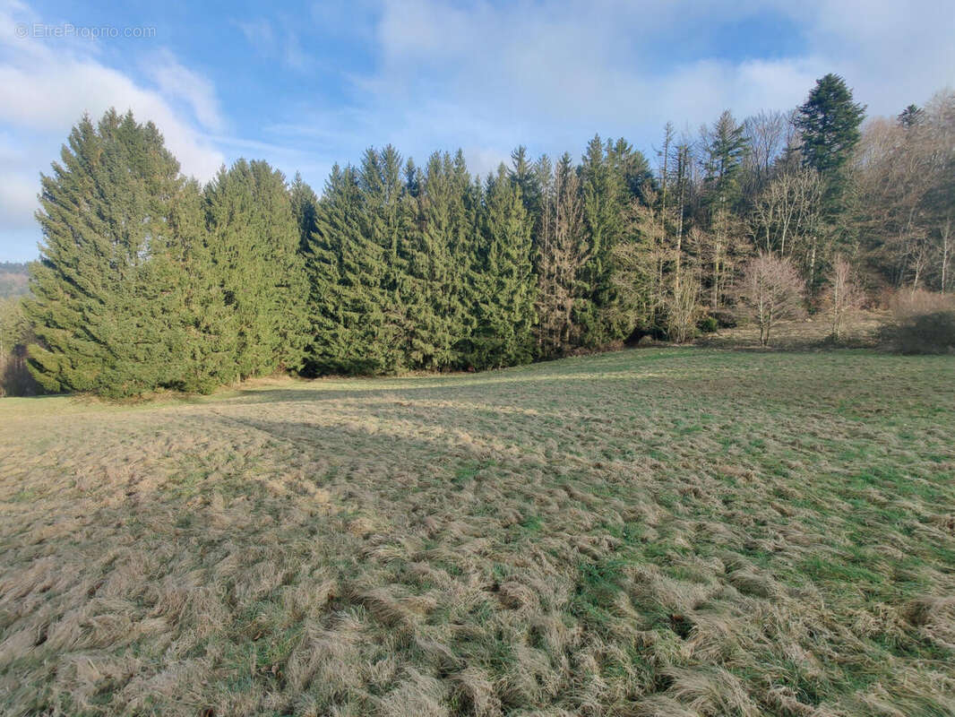 IMG_20240202_155453 - Terrain à LE VAL-D'AJOL