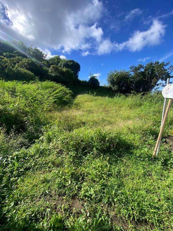 Terrain à LE MORNE-VERT
