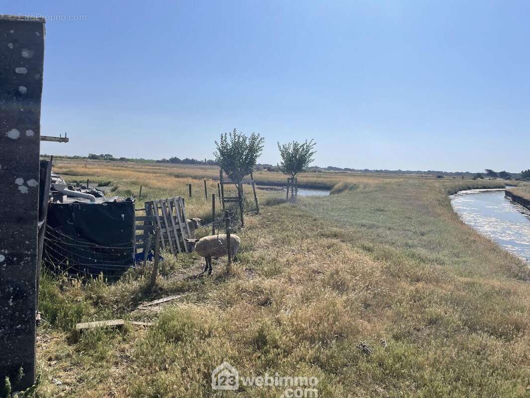 Deux bergeries et ses quatre moutons pour l'entretien du marais. - Terrain à JARD-SUR-MER