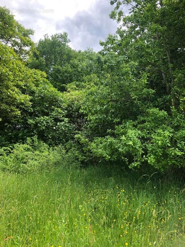 Terrain constructible 1 762,00 m² SAINT FRONT DE PRADOUX (24) - photo 5