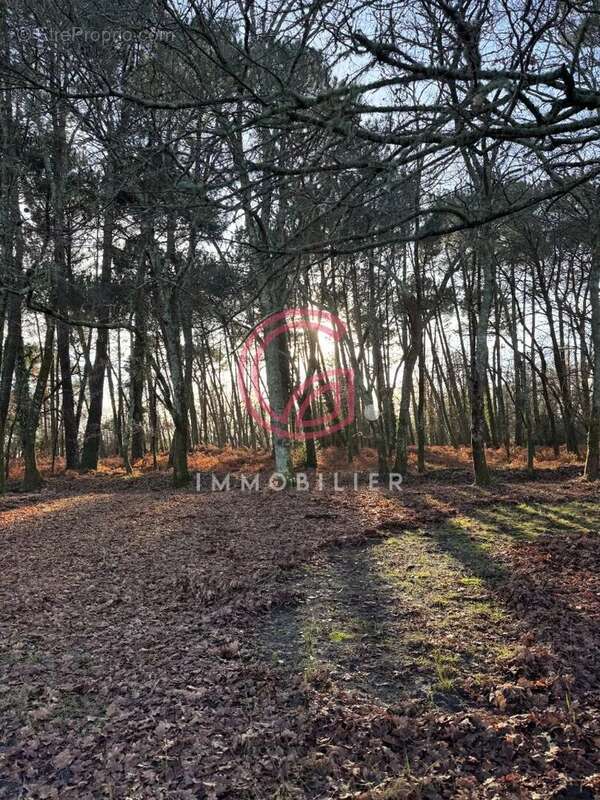 Maison à PARENTIS-EN-BORN