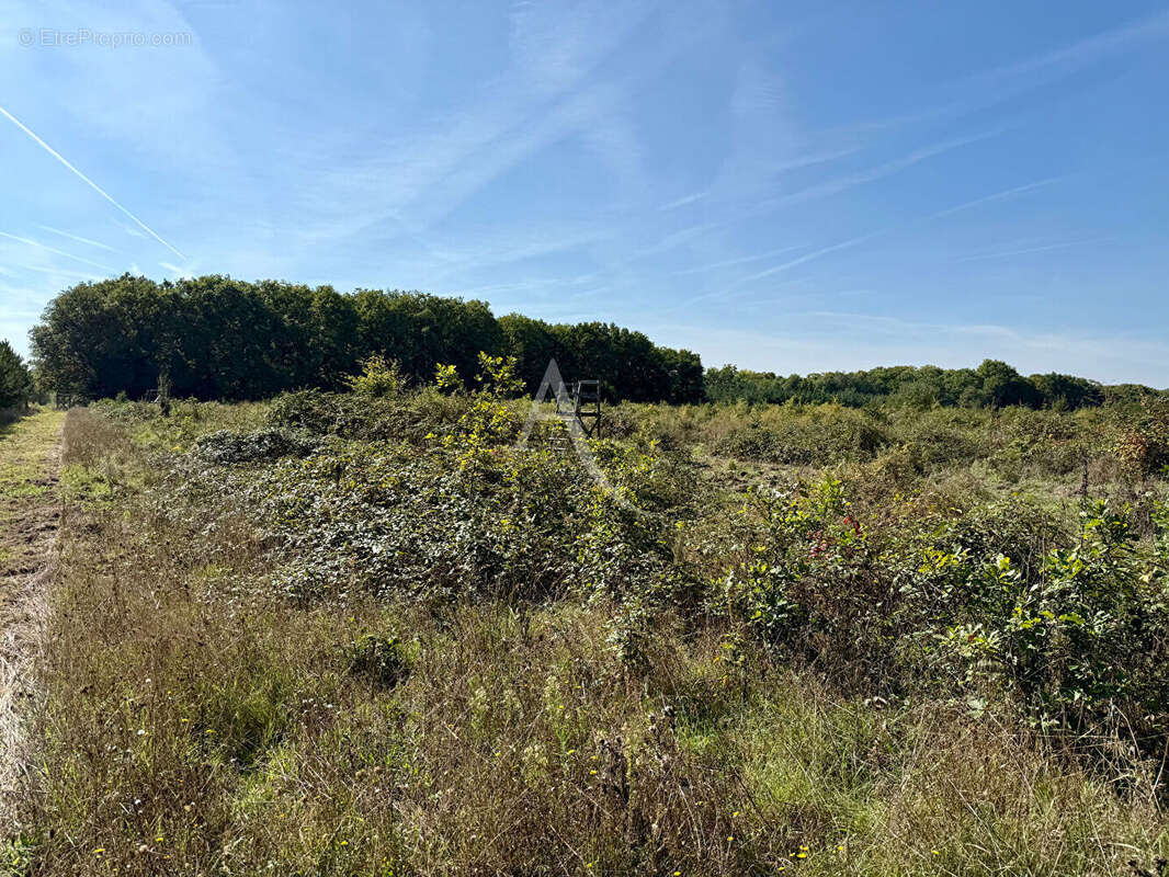 Terrain à LA FERTE-SAINT-AUBIN