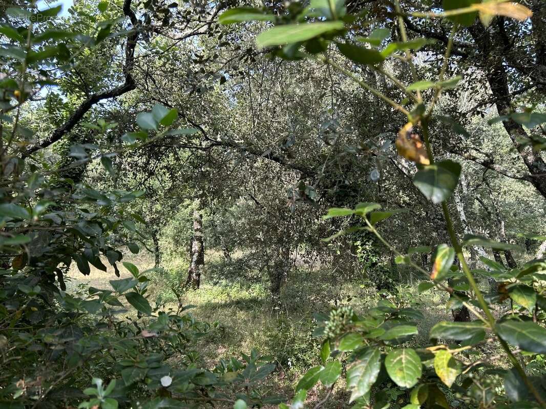 Terrain à SAINT-SIFFRET