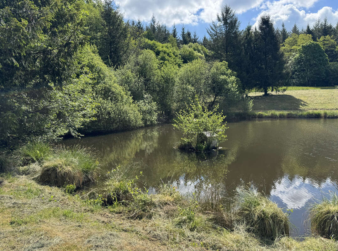 Ensemble de 2 grands etangs dans le morvan - photo 10
