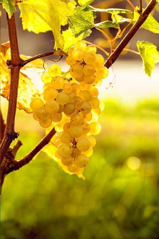 Terrain à SAUTERNES