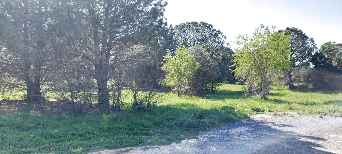 Terrain mas llaro - photo 3