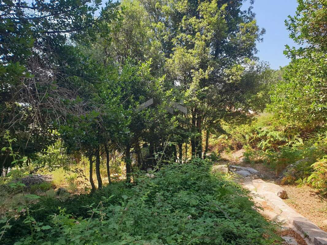 Terrain de 495 m² à L’Ospedale, Commune de Porto-Vecchio - photo 14