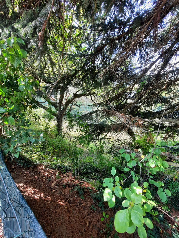 Terrain à SAINT-JEAN-DU-BRUEL