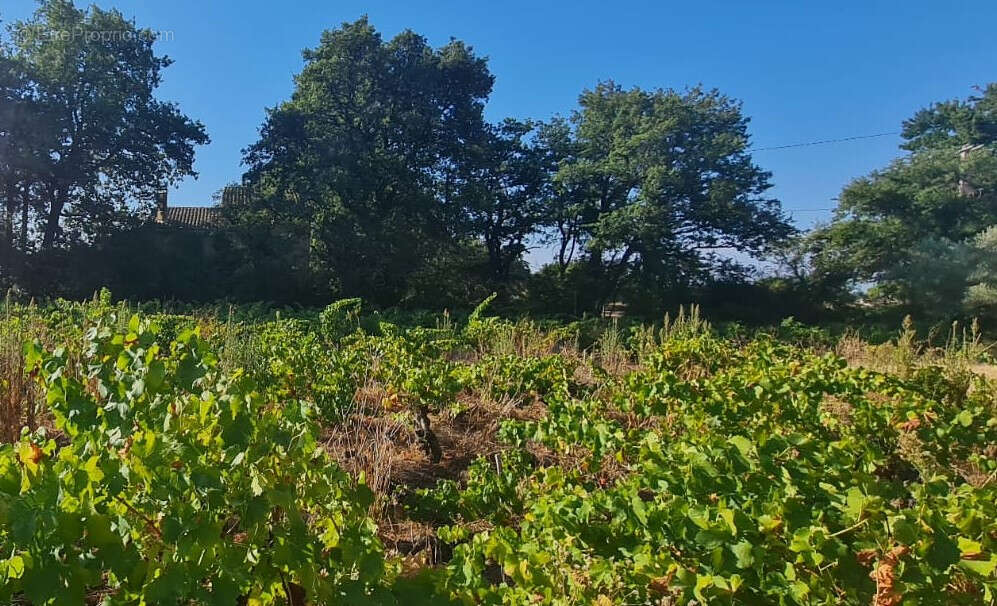 Sainte cecile les vignes : terrain  a bâtir  de 557 m2 chemin vieux - photo 2