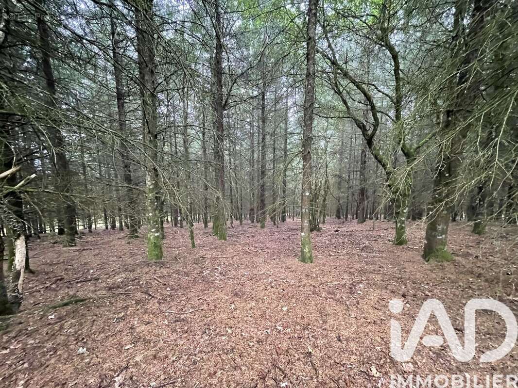 Photo 4 - Terrain à NEDDE