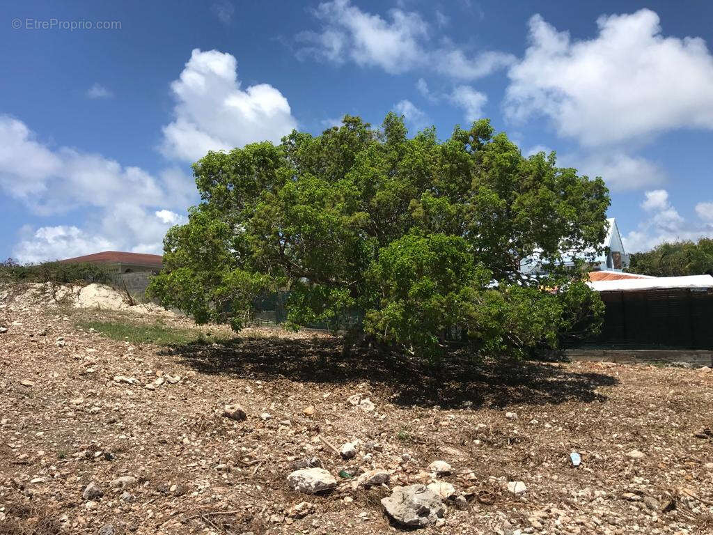 Terrain à SAINT-FRANCOIS