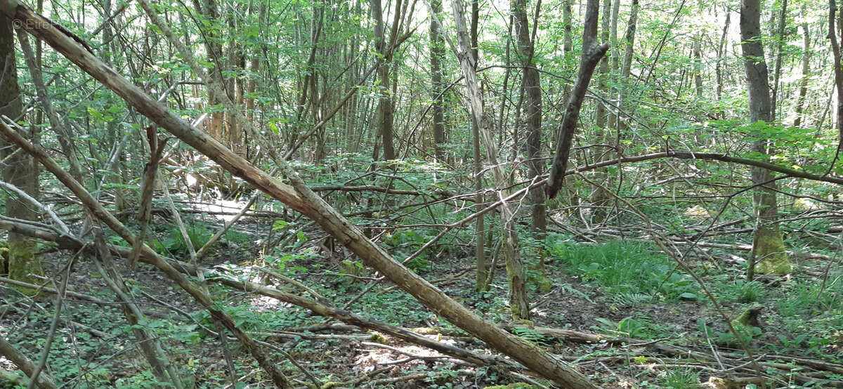 Terrain à CHAMPENOUX
