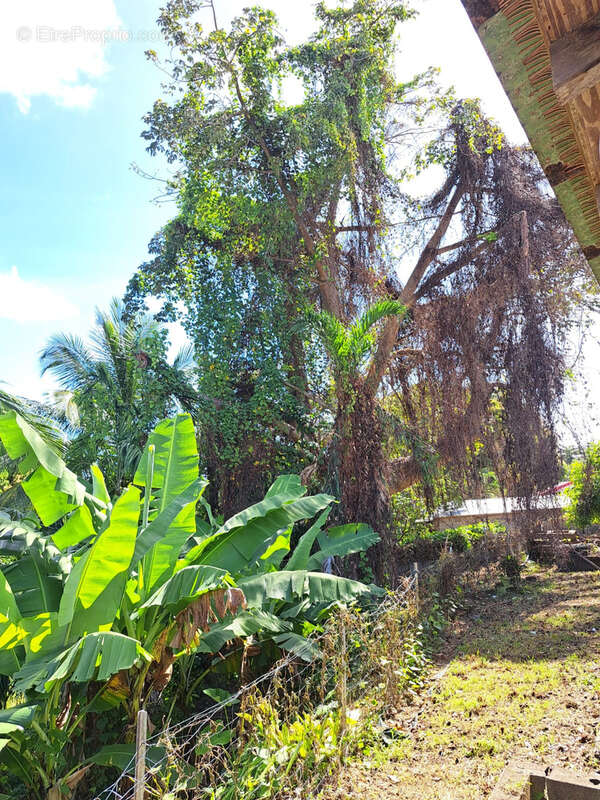 Maison à CAPESTERRE-BELLE-EAU