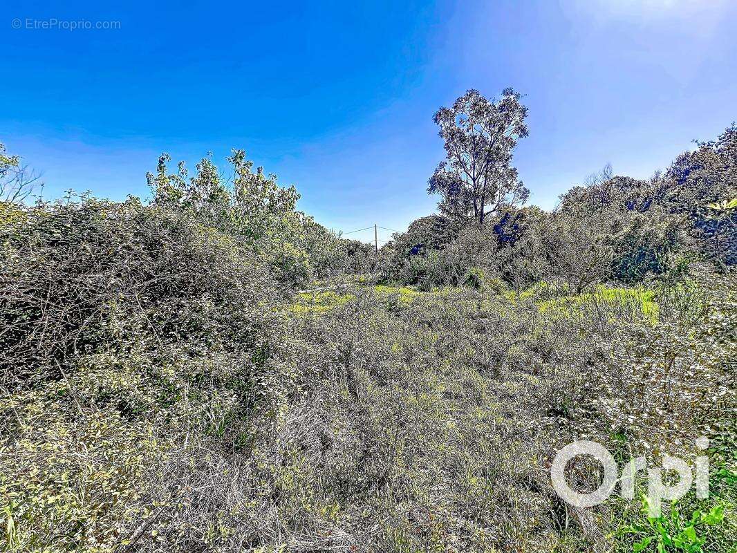 Terrain à PORTO-VECCHIO