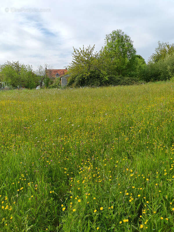 Terrain à MONTENEUF