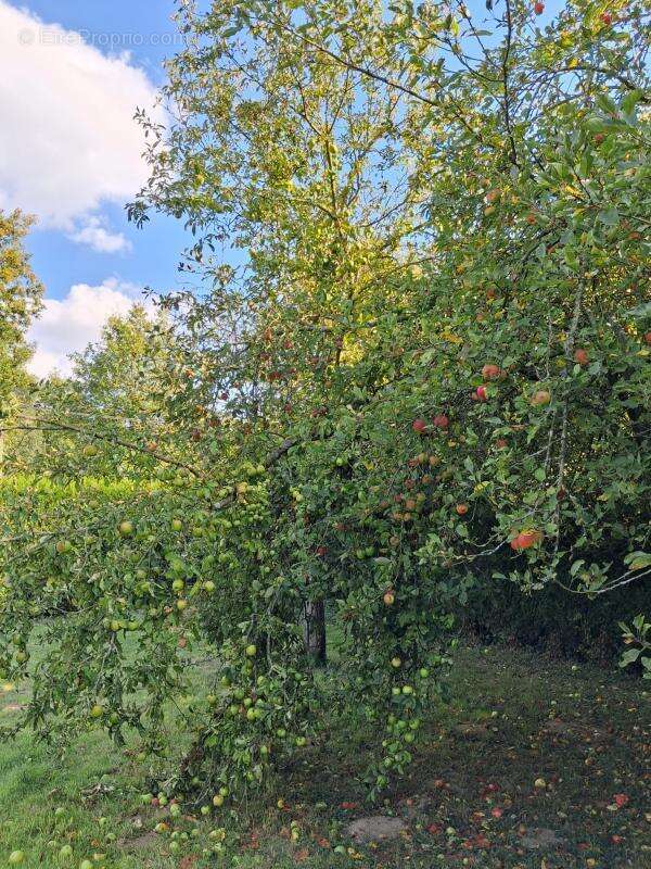 Terrain à NOUVOITOU