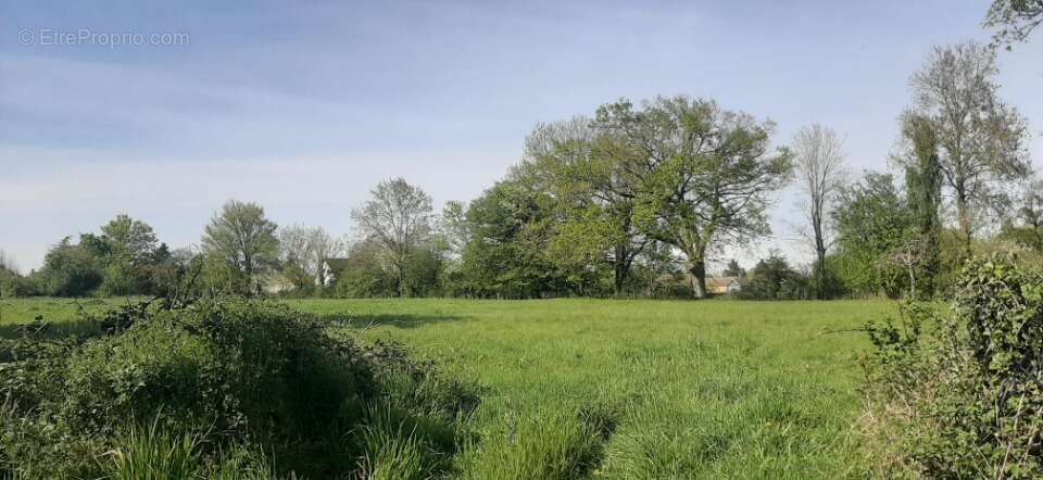 Terrain à SAVIGNE-L'EVEQUE