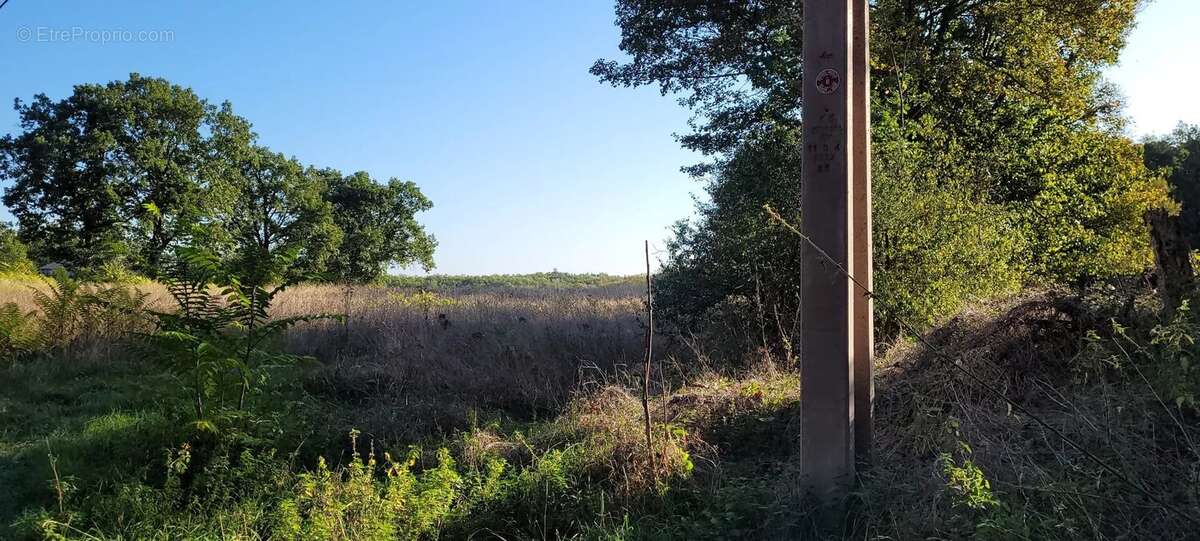 Terrain constructible avec bois Montaigu-de-Quercy - photo 5