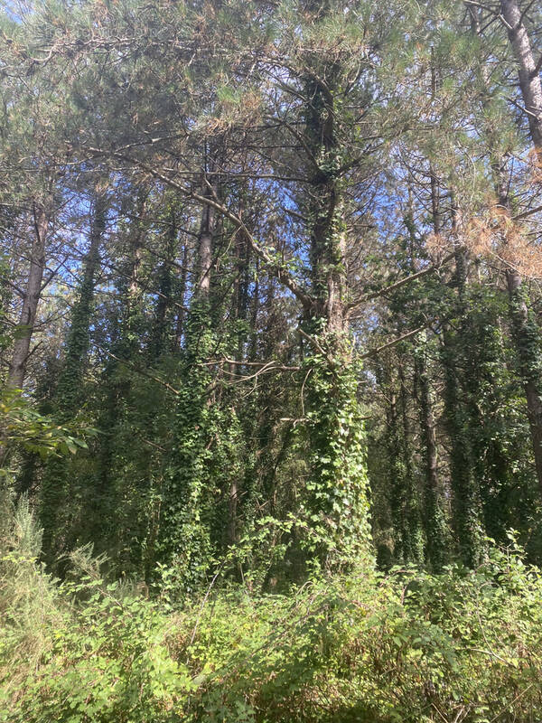 Terrain à SAINT-GERVAIS