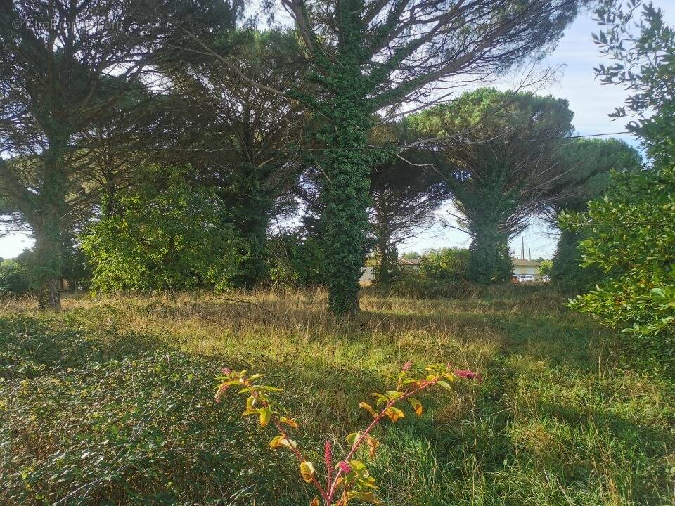 Terrain à SAINT-MAIXANT