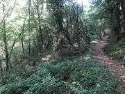 Terrain à BREIL-SUR-ROYA
