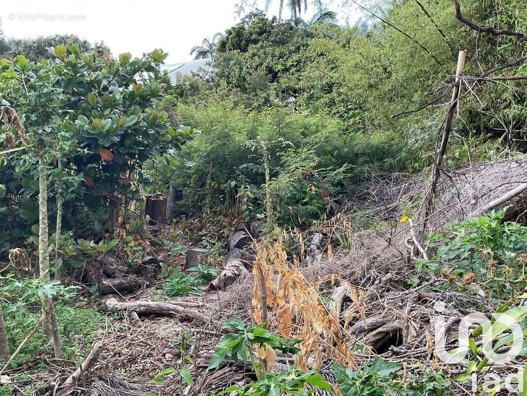 Photo 4 - Terrain à SAINT-JOSEPH