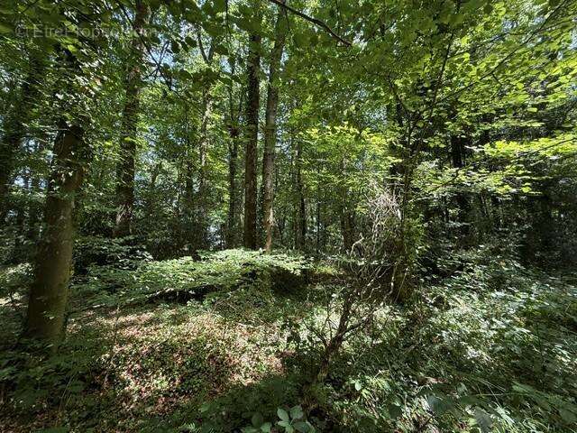 14560 m² à Orbec  - photo 3