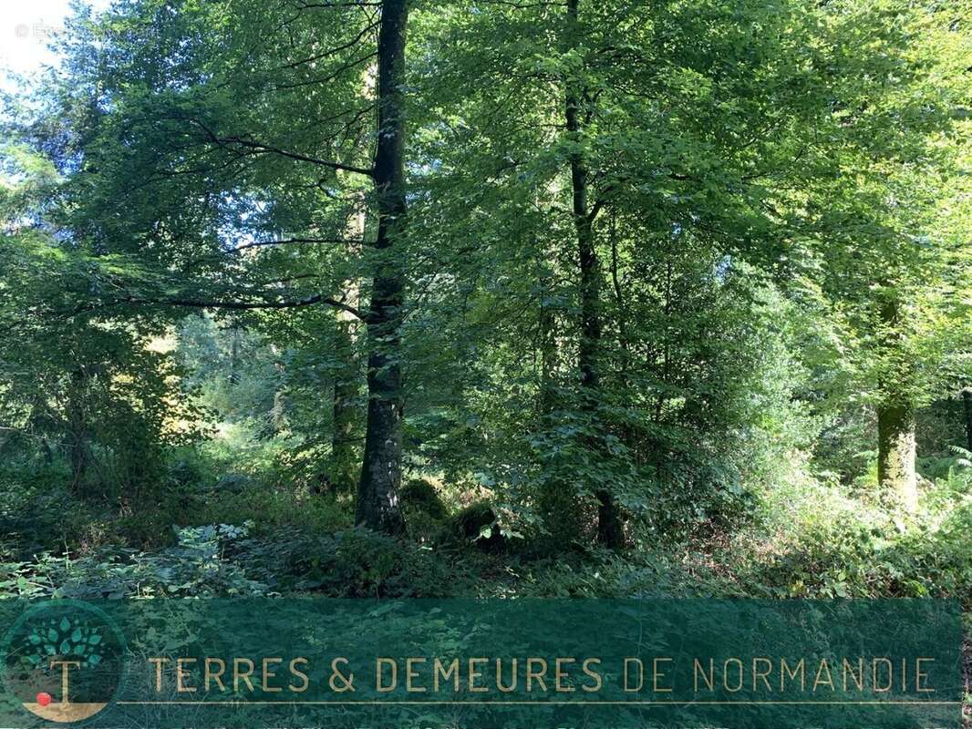 Dans le CALVADOS, secteur de VIRE (14500) A vendre bois de 3ha 69 a d'un seul tenant - photo 18