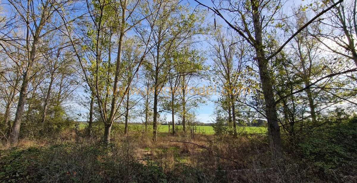 Terrain à MARSILLARGUES