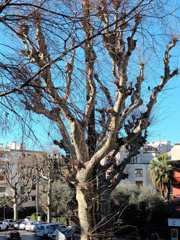 Appartement à LE CANNET