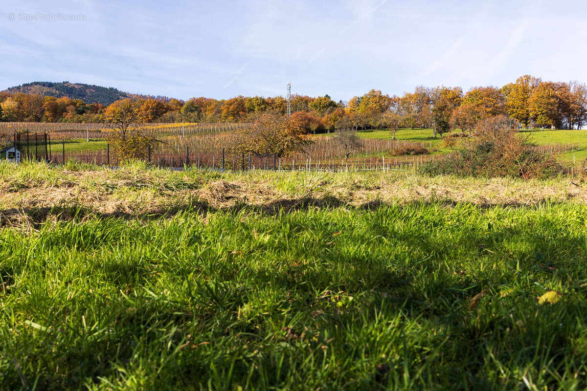 Terrain à WUENHEIM