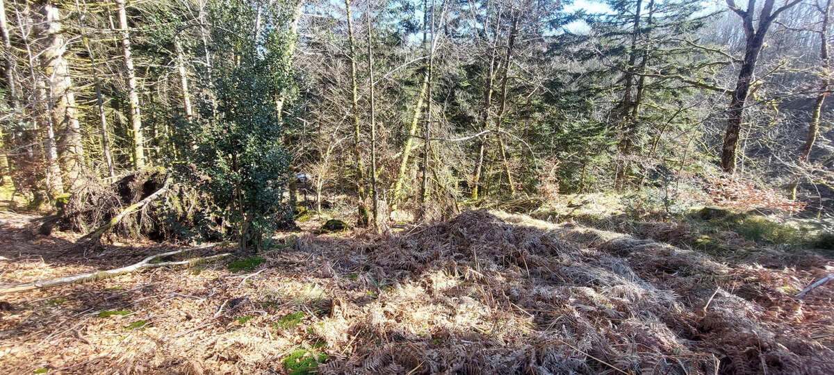 20250303_110915 - Terrain à FAUCOGNEY-ET-LA-MER