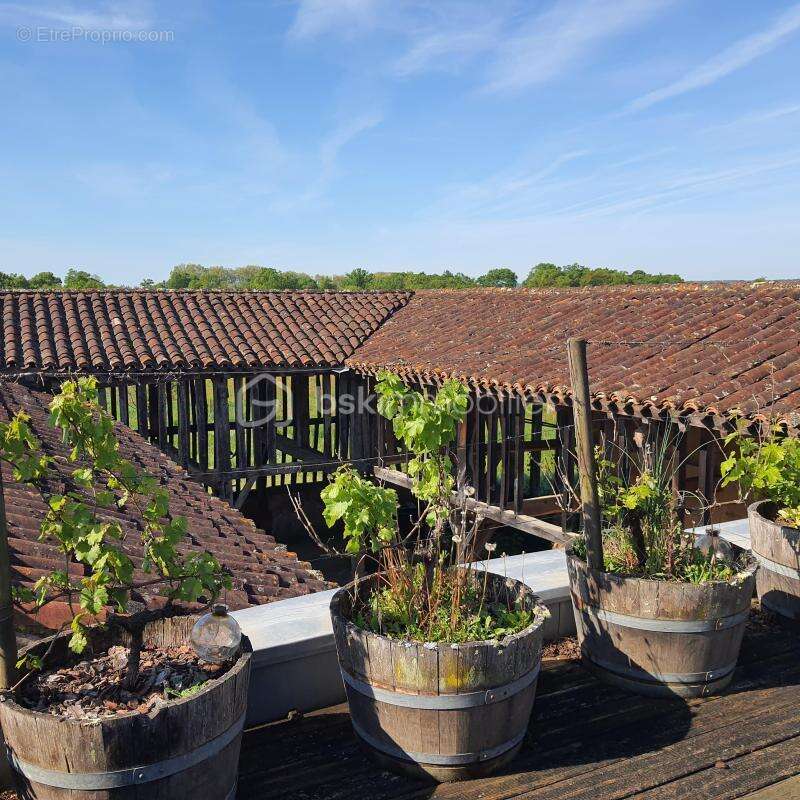 Proche Eauze - Propriété viticole de 25ha - photo 5