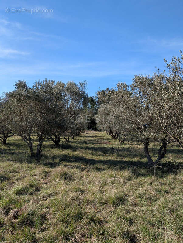 Terrain à SAUVE