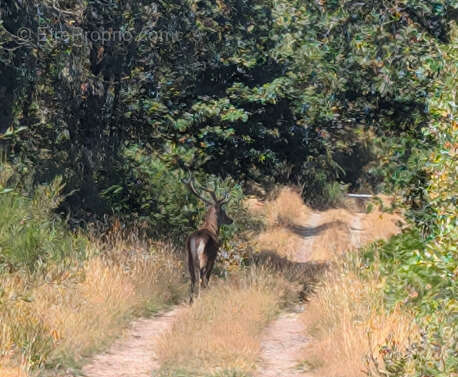 Terrain à CAMPENEAC