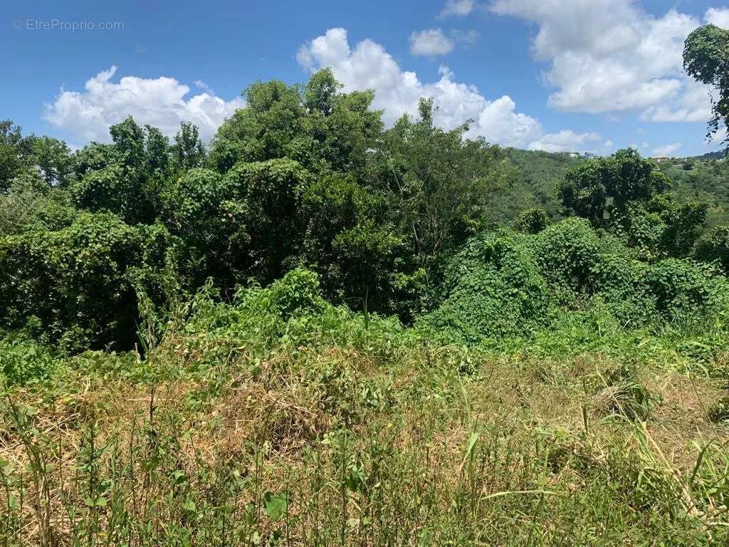 Terrain à SAINTE-LUCE