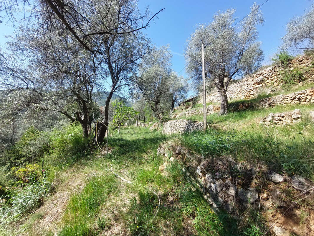 Terrain à BREIL-SUR-ROYA