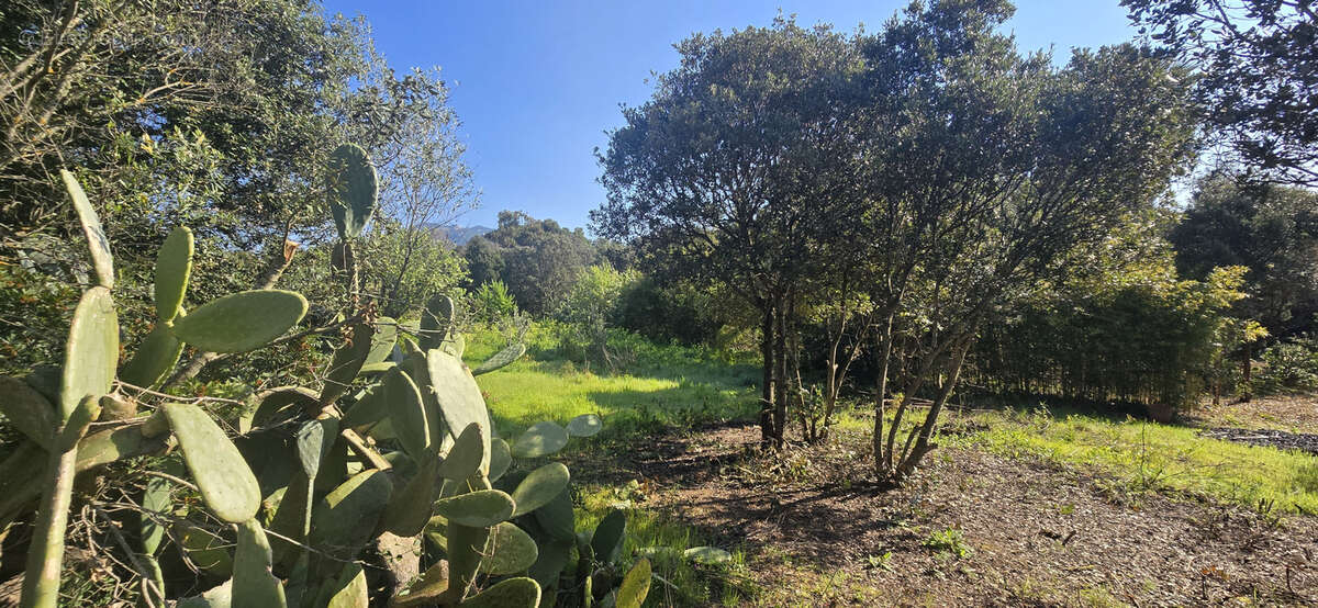 Terrain à OLMETO