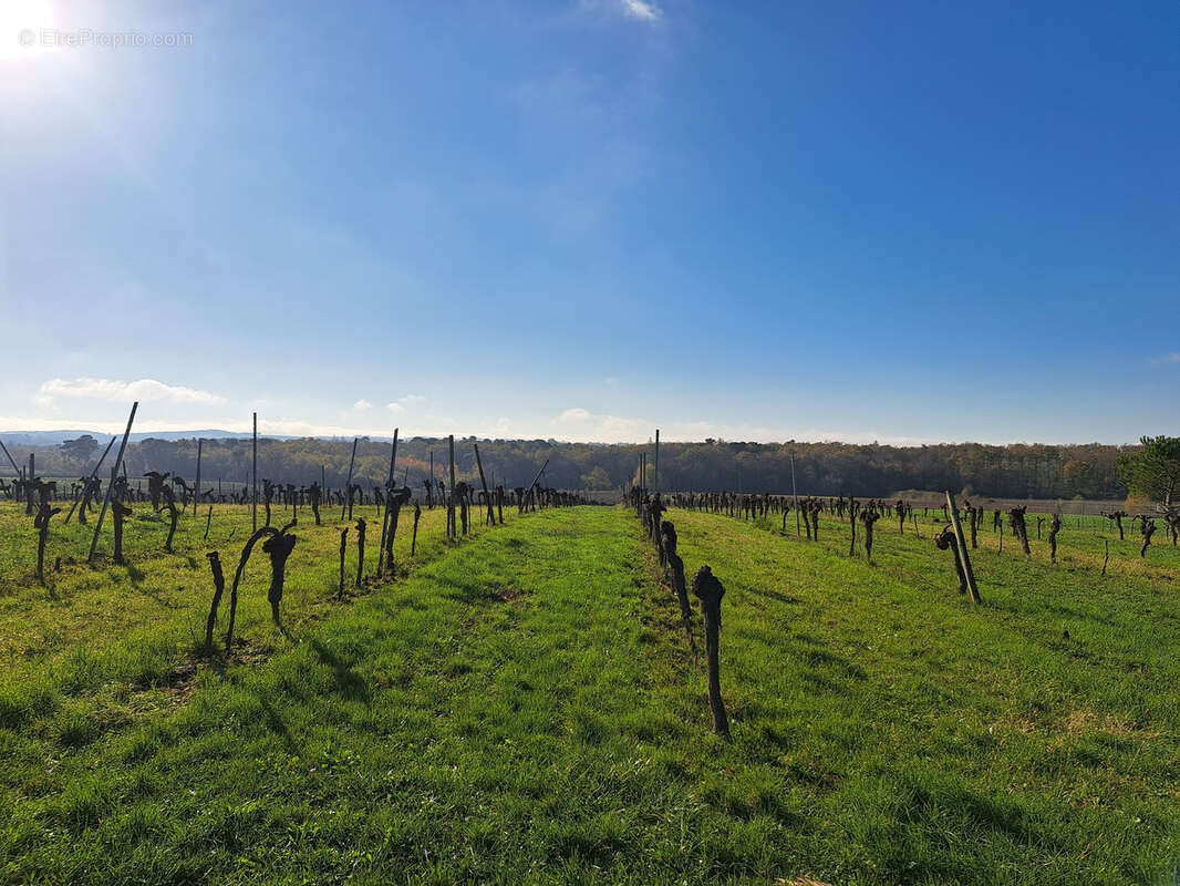 Terrain à SAINT-MACAIRE