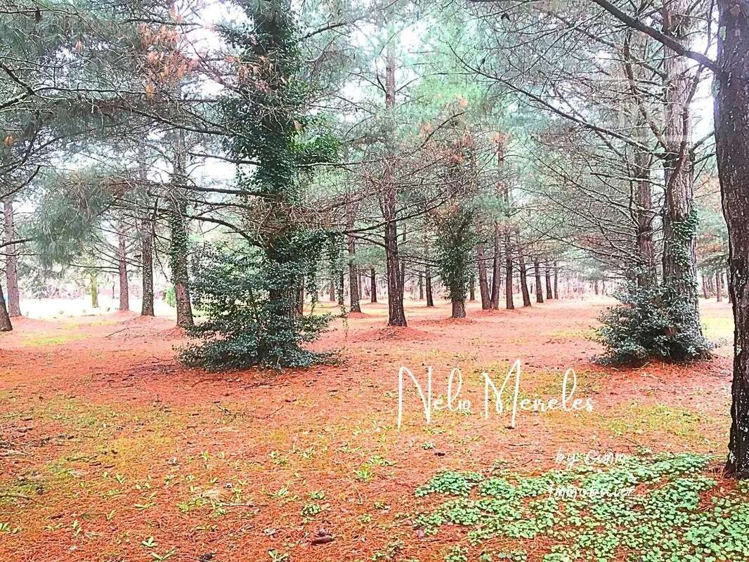 Terrain à MIOS