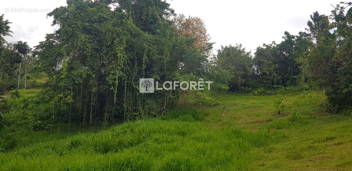 Terrain à LA TRINITE