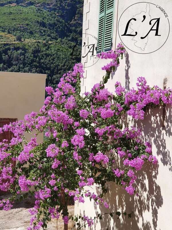 Maison à SANTO-PIETRO-DI-TENDA