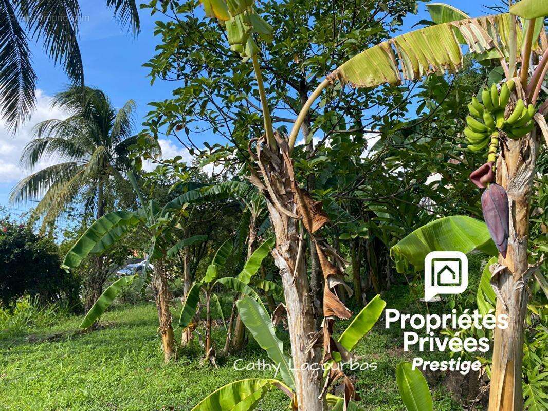 Rare ! Propriété à Deshaies avec grand jardin et vue mer - photo 16