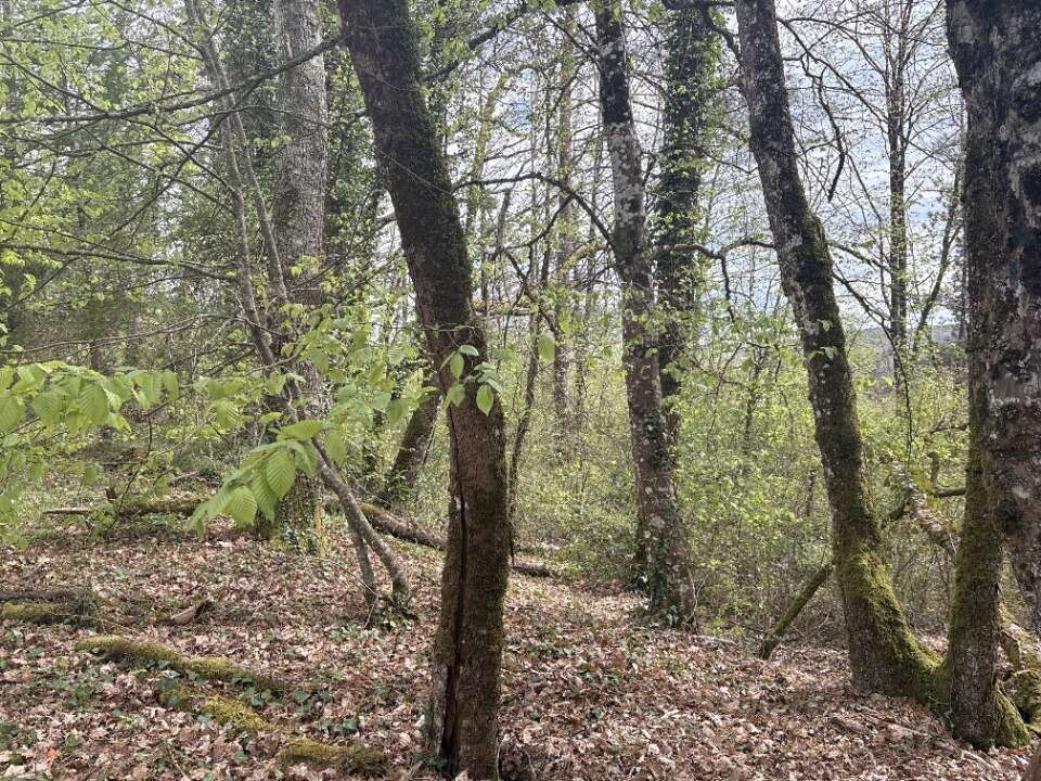 Terrain 2650 m² à Notre-Dame-De-Sanilhac  - photo 2