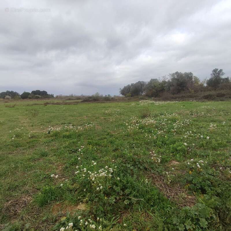 Terrain à SALLES-D'AUDE