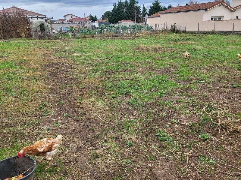 Terrain à MONTROND-LES-BAINS