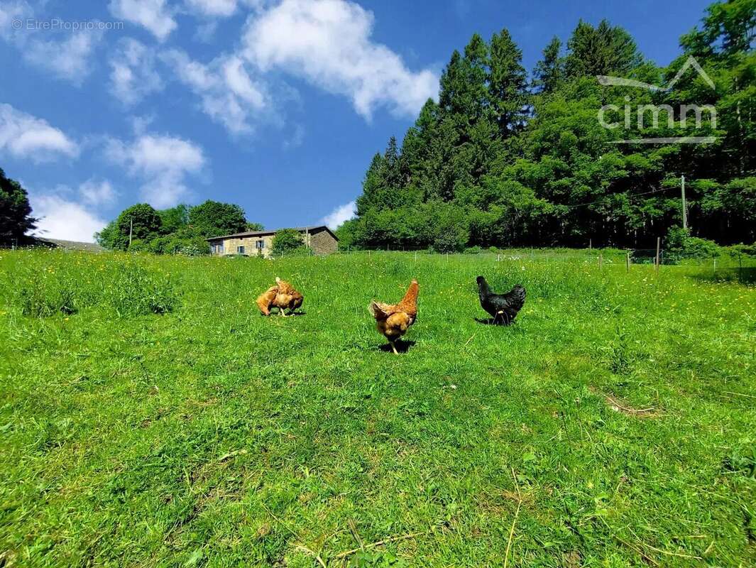 Authentique propriété de caractère avec gîte et 1,2 hectare de terrain à Cunlhat - photo 19
