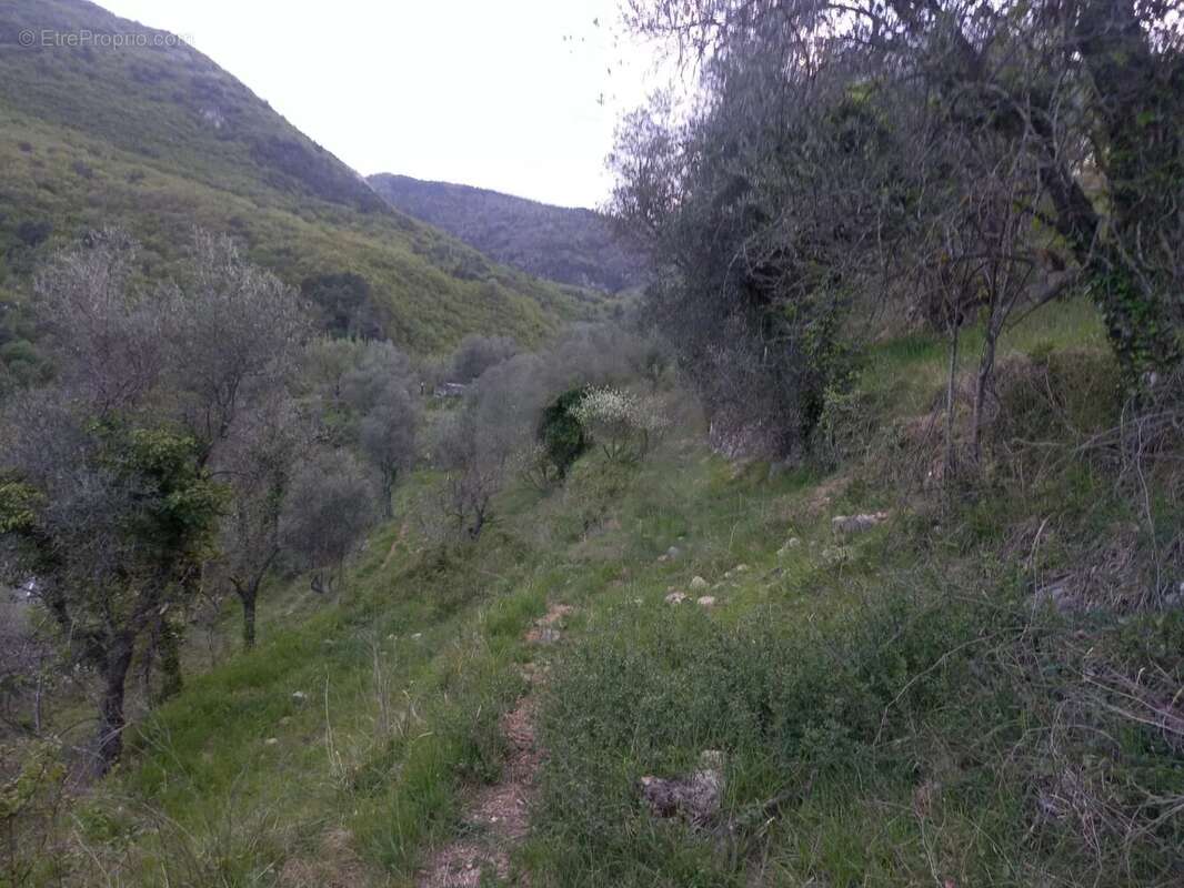 Grand terrain d'agrément - photo 6