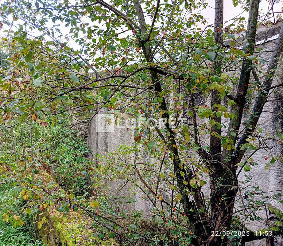 Terrain à PRATS-DE-MOLLO-LA-PRESTE